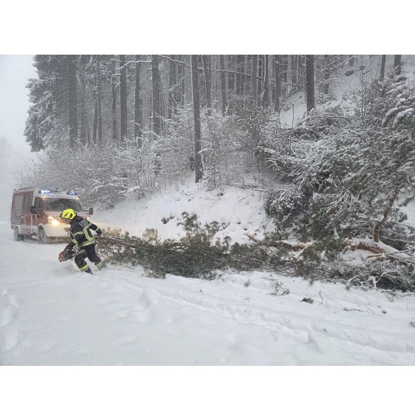 T1 – Umgestürzte Bäume nach Wintereinbruch